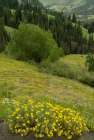 USA-Colorado-Gunnison National Forest Hairy golden aster flowers and mountain landscape Art Print
